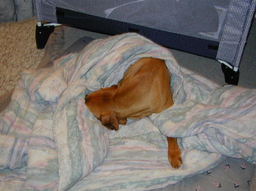 00-0321-champs.jpg - 45.2 K